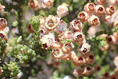 Erica fimbriata, photographed by Di Turner