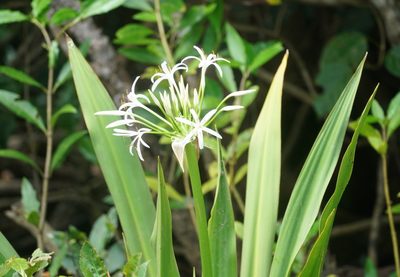 Crinum asiaticum, photographed by Tim