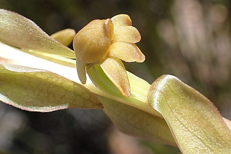 Satyrium bicorne, photographed by Di Turner