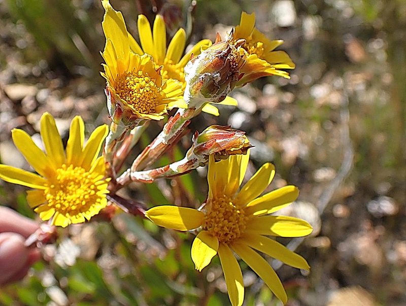 Osteospermum junceum, photographed by Di Turner