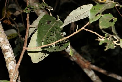 Commersonia bartramia, photographed by Greg Tasney