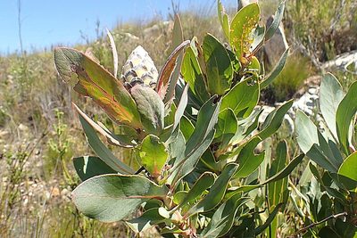 Protea eximia, photographed by Di Turner