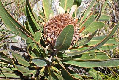 Protea lorifolia, photographed by Di Turner