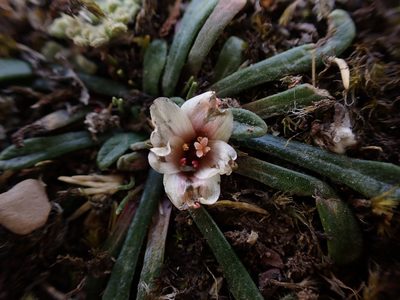 Calandrinia acaulis, photographed by Skjold Søndergaard