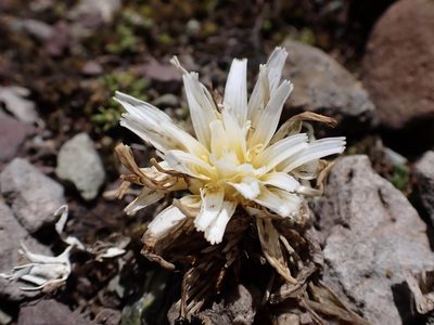 Hypochaeris taraxacoides, photographed by Skjold Søndergaard