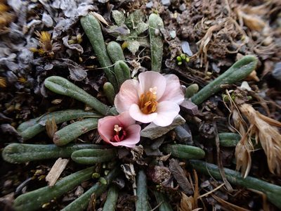 Calandrinia acaulis, photographed by Skjold Søndergaard