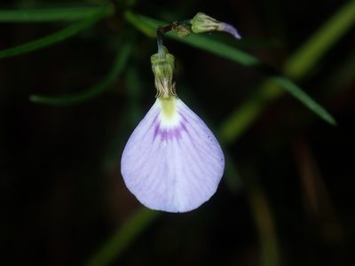 Pigea monopetala, photographed by Thomas Mesaglio
