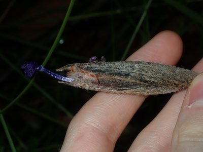 Patersonia sericea, photographed by Thomas Mesaglio