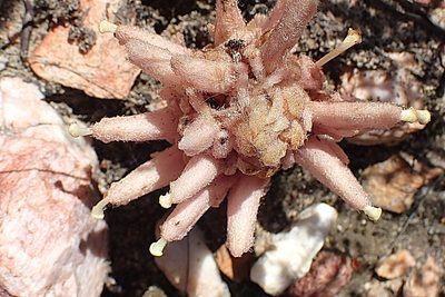 Hyobanche sanguinea, photographed by Di Turner