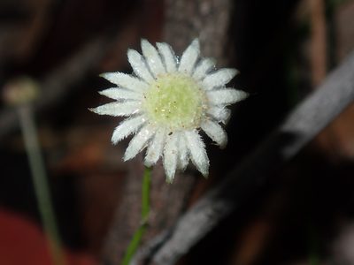 Actinotus minor, photographed by Thomas Mesaglio
