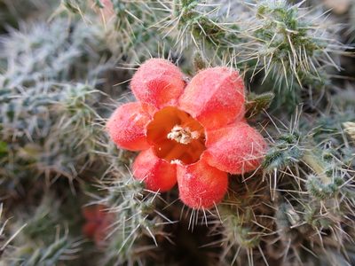 Caiophora rosulata, photographed by Skjold Søndergaard