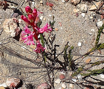 Satyrium erectum, photographed by Di Turner