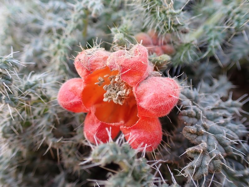 Caiophora rosulata, photographed by Skjold Søndergaard