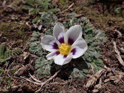 Acaulimalva nubigena, photographed by Skjold Søndergaard