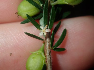 Micrantheum ericoides, photographed by Thomas Mesaglio