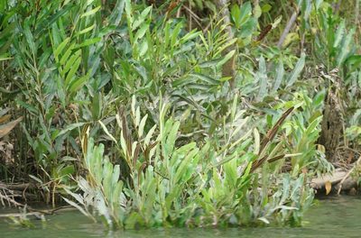 Acrostichum speciosum