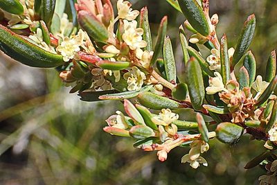 Clutia laxa, photographed by Di Turner