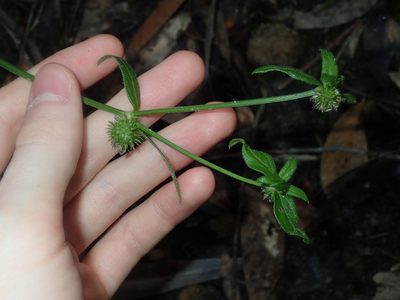 Opercularia aspera, photographed by Thomas Mesaglio