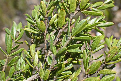 Psoralea heterosepala, photographed by Di Turner