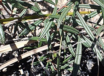 Searsia rosmarinifolia, photographed by Di Turner