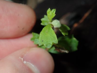 Xanthosia tridentata, photographed by Thomas Mesaglio