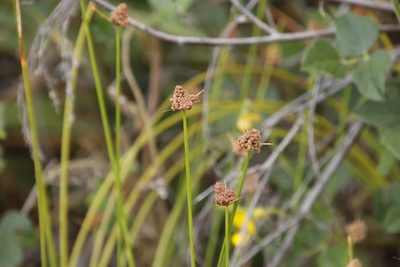 Ficinia brevifolia, photographed by Tony Rebelo
