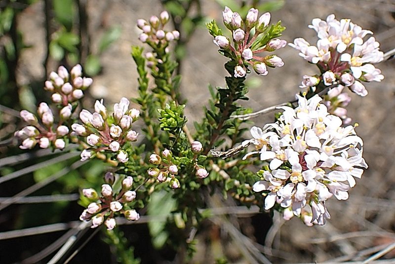 Agathosma capensis, photographed by Di Turner