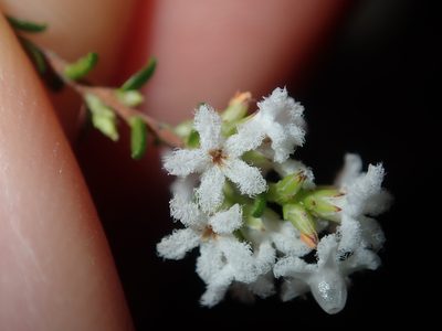 Leucopogon microphyllus, photographed by Thomas Mesaglio