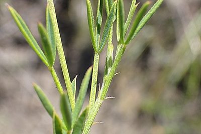 Indigofera heterophylla, photographed by Di Turner