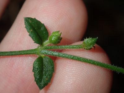 Gonocarpus tetragynus, photographed by Thomas Mesaglio