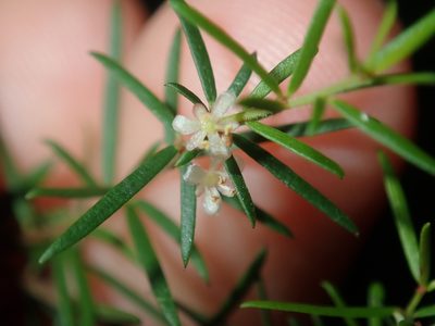 Micrantheum ericoides, photographed by Thomas Mesaglio