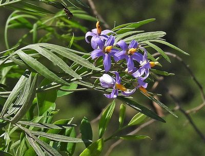 Solanum angustifidum, photographed by Hugo Hulsberg