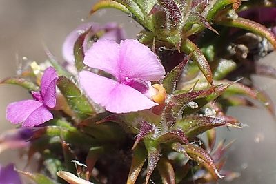Muraltia squarrosa, photographed by Di Turner