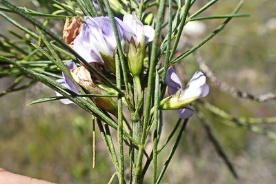 Psoralea sordida, photographed by Di Turner