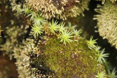 Polytrichum subpilosum, photographed by Tony Rebelo