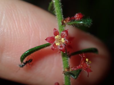 Phyllanthus hirtellus, photographed by Thomas Mesaglio