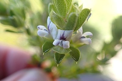 Psoralea heterosepala, photographed by Di Turner