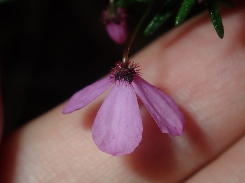 Tetratheca ericifolia, photographed by Thomas Mesaglio