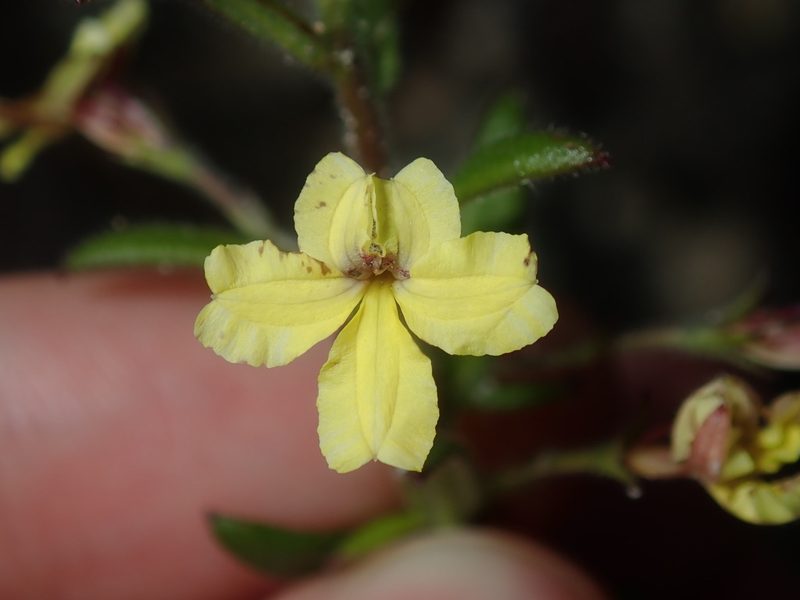 Goodenia heterophylla, photographed by Thomas Mesaglio