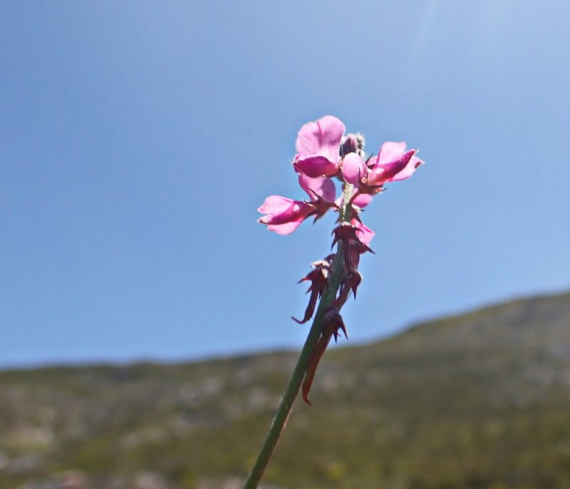 Indigofera declinata, photographed by Di Turner