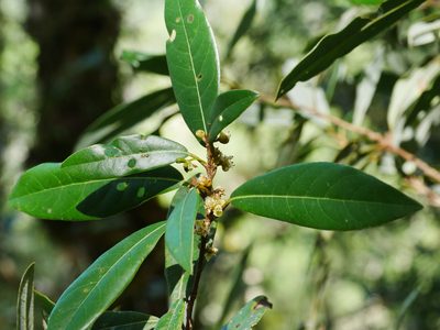 Litsea morrisonensis, photographed by Jacy Chen