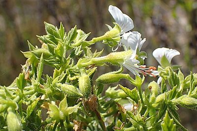Pelargonium ribifolium, photographed by Di Turner