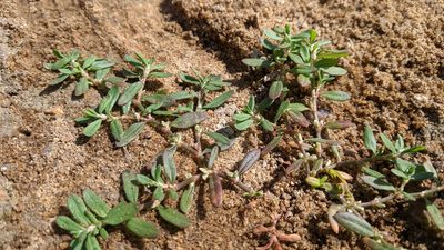 Polygonum plebeium, photographed by Cheng-Te Hsu