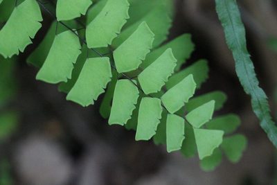 Adiantum philippense, photographed by Agnes Trekker