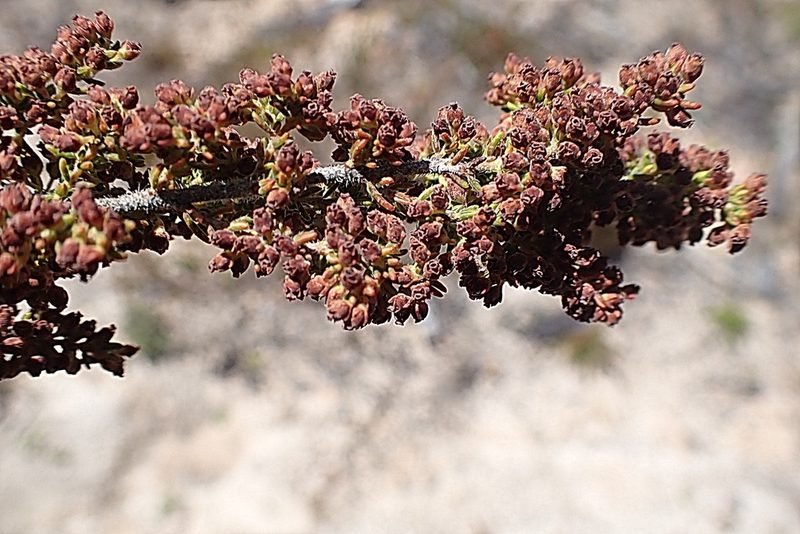 Erica leucopelta, photographed by Di Turner