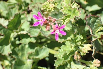 Pelargonium grossularioides, photographed by Di Turner