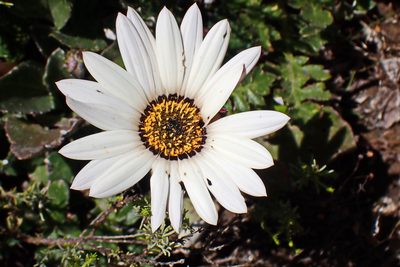 Arctotis acaulis, photographed by Di Turner