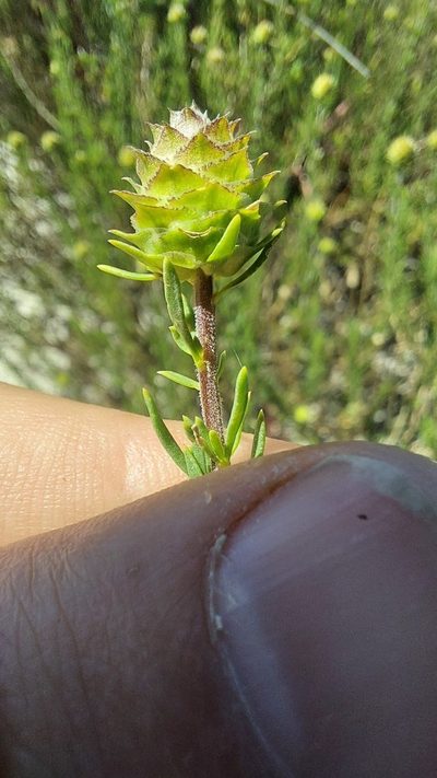 Microdon capitatus, photographed by Jacques van der Merwe