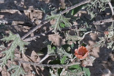 Sphaeralcea laciniata, photographed by Hugo Hulsberg