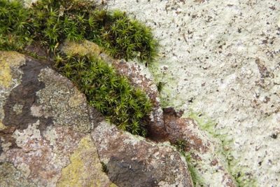 Ptychomitrium crispatum, photographed by Tony Rebelo